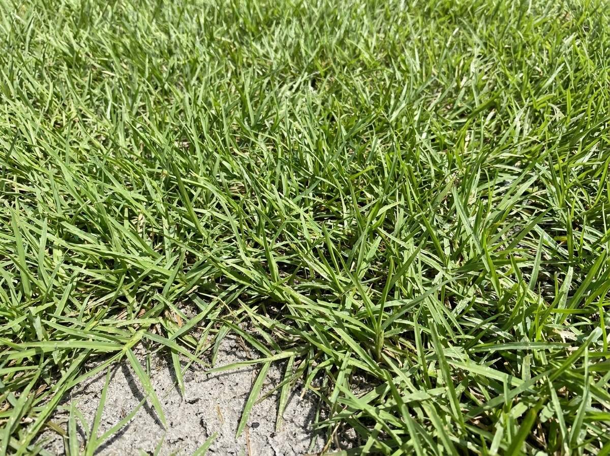 Close-up of fresh-cut Argentine Bahia sod delivered to a Tampa, FL yard